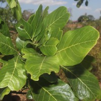 Sapindus trifoliatus L.